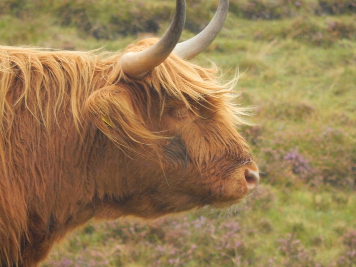 Fotospots in Schottland - Cattlecows sind echt knuffig.